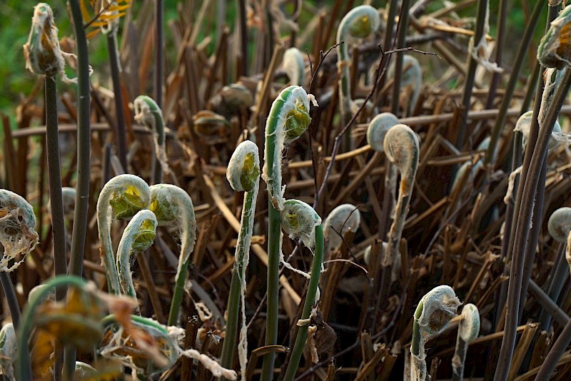 Cell Memory - Thank You Plant